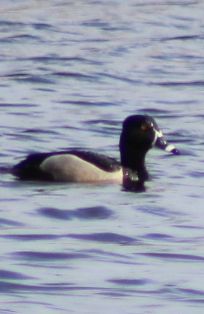 Ring-necked Duck - ML617739337