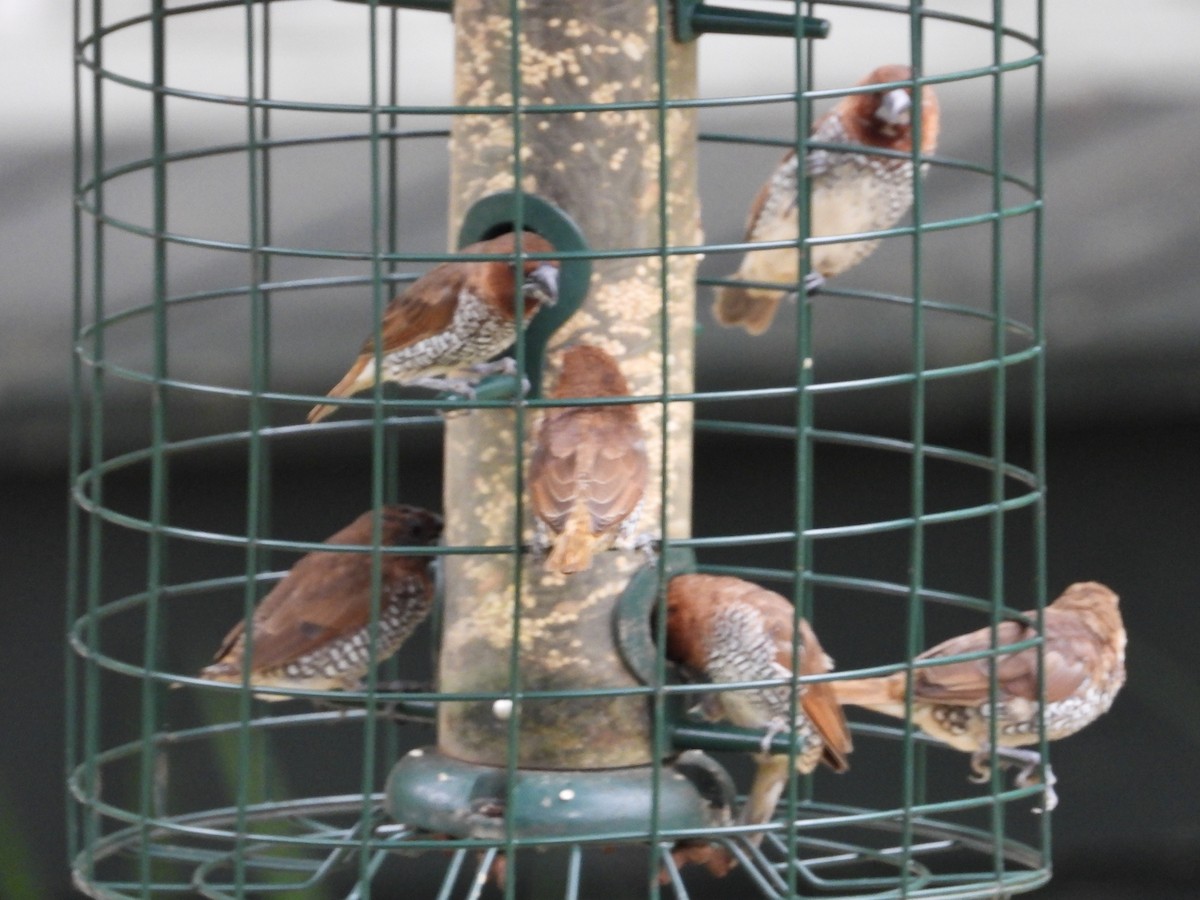 Scaly-breasted Munia - ML617739368