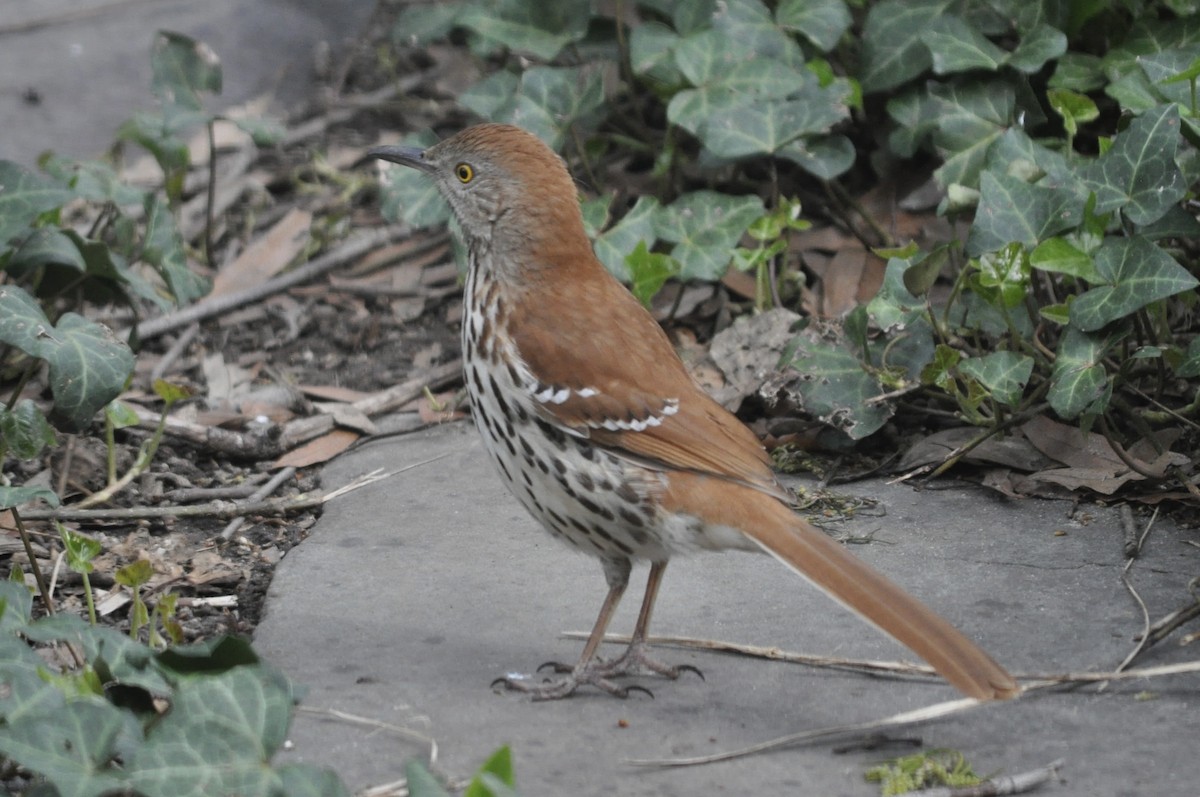 Brown Thrasher - ML617739377