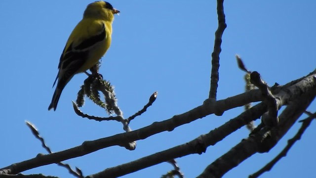 American Goldfinch - ML617739381