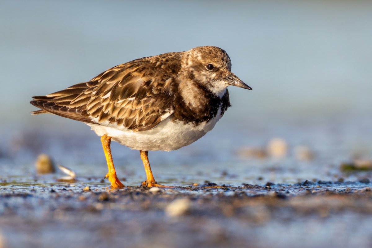 Ruddy Turnstone - ML617739397