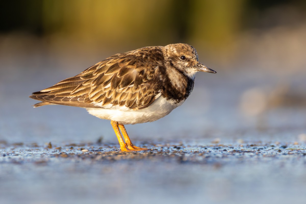 Ruddy Turnstone - ML617739399