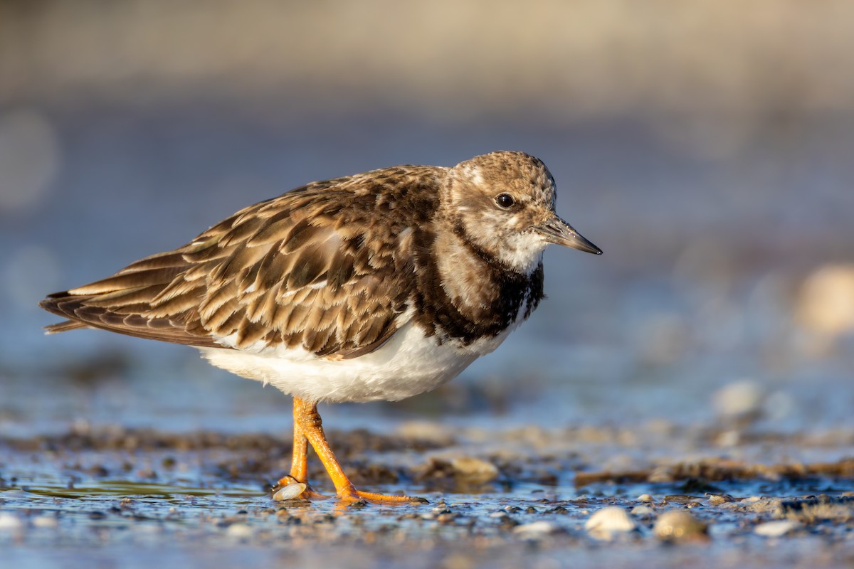 Ruddy Turnstone - ML617739401