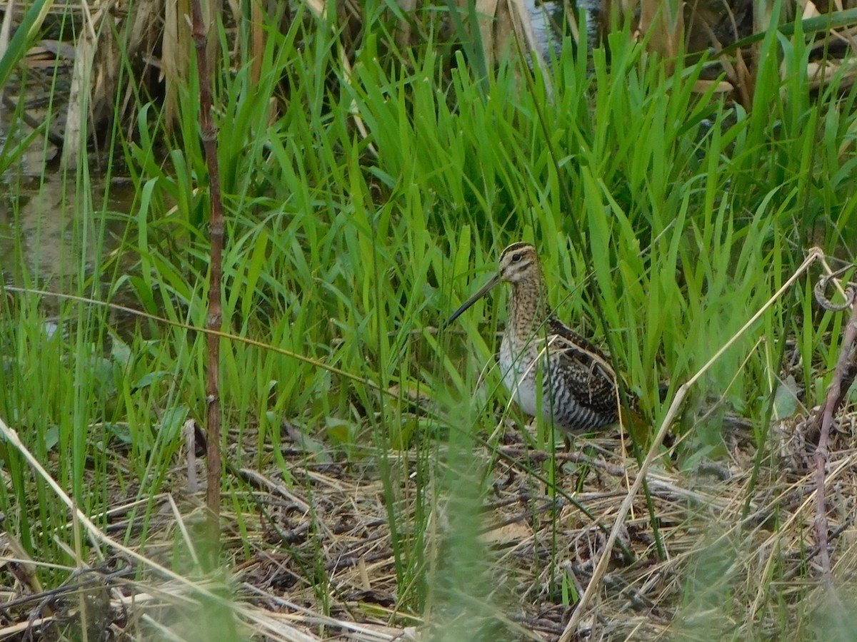 Wilson's Snipe - ML617739432