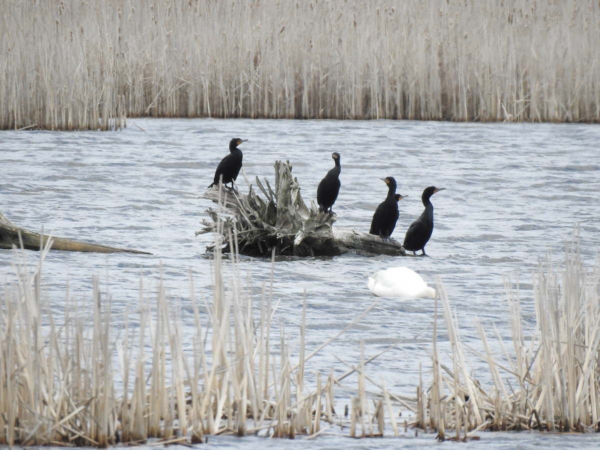 Cormoran à aigrettes - ML617739441