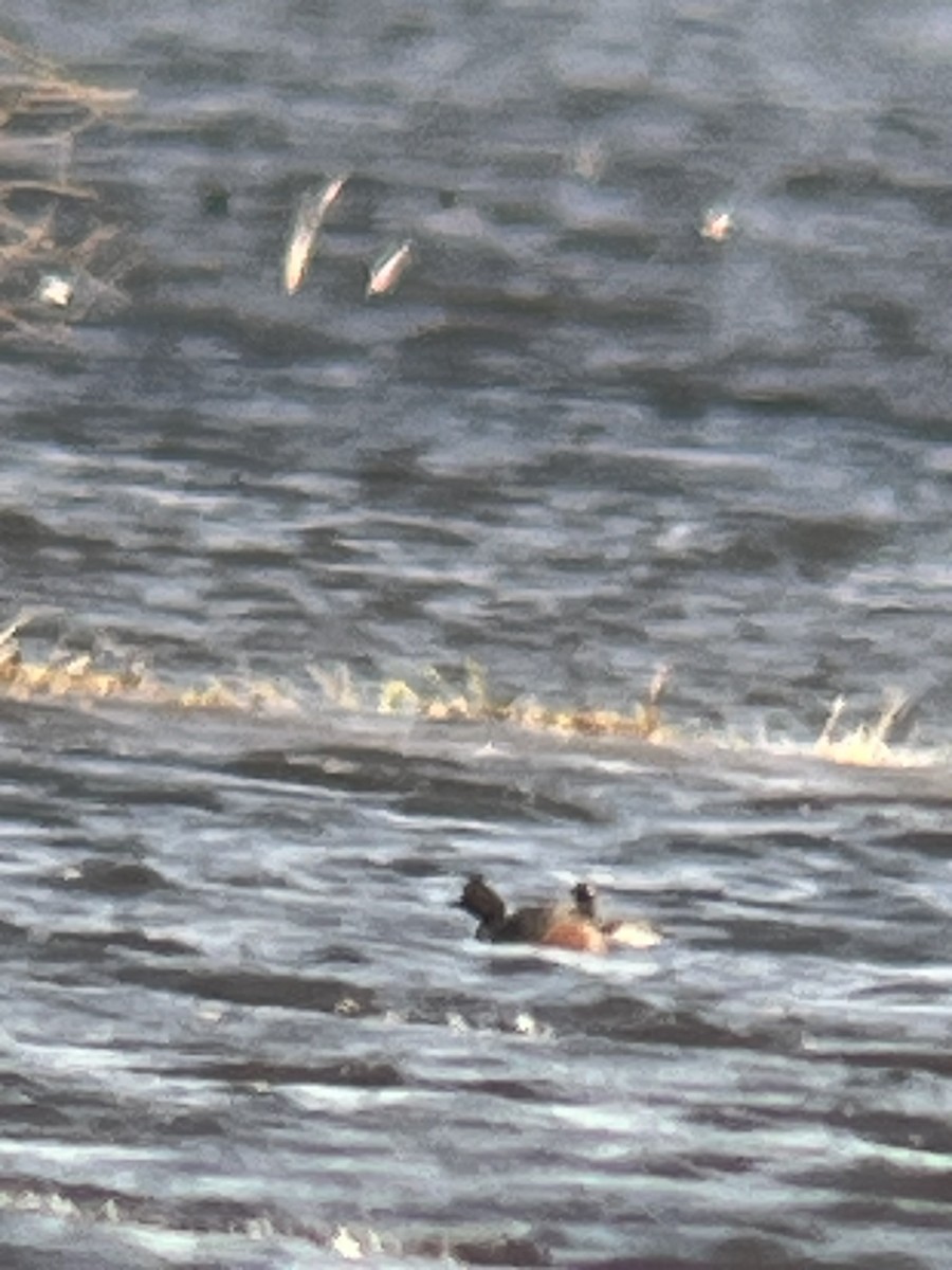 Eared Grebe - ML617739450