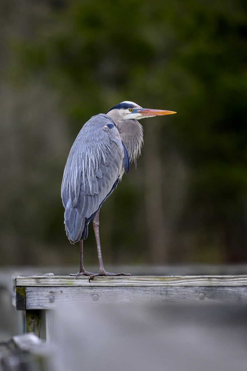 Great Blue Heron - Jocelyn  Anderson