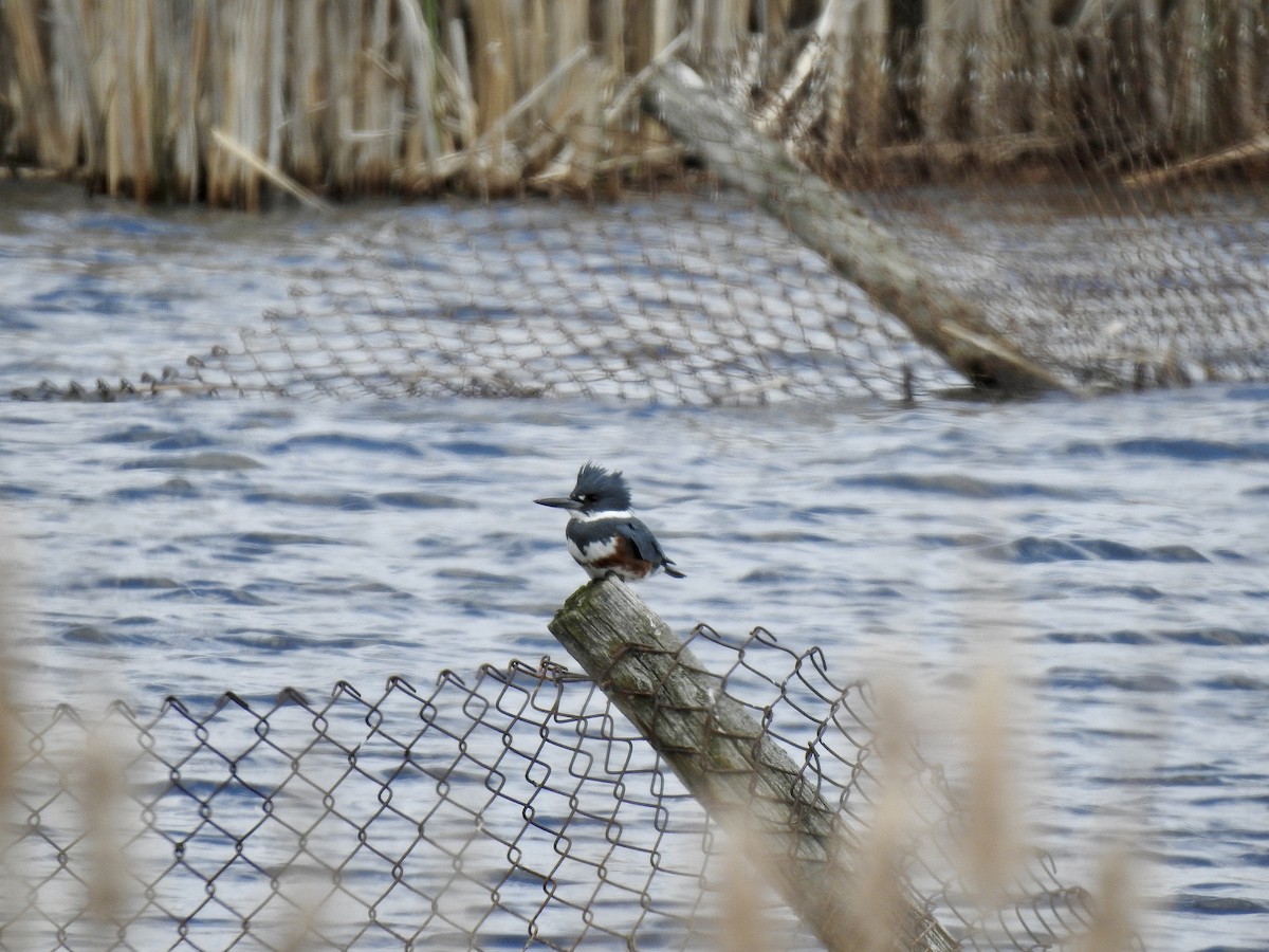 Belted Kingfisher - Gloria and Andy Schwabe