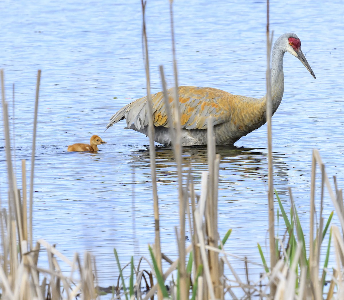 Sandhill Crane - ML617739496