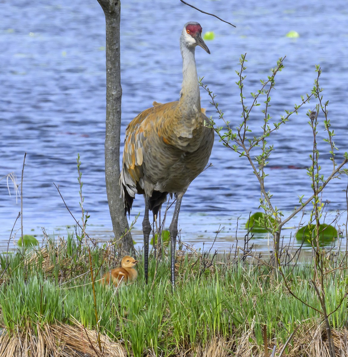 Sandhill Crane - Jocelyn  Anderson