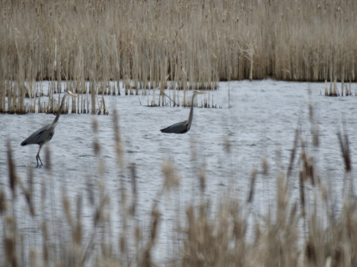 Great Blue Heron - ML617739504