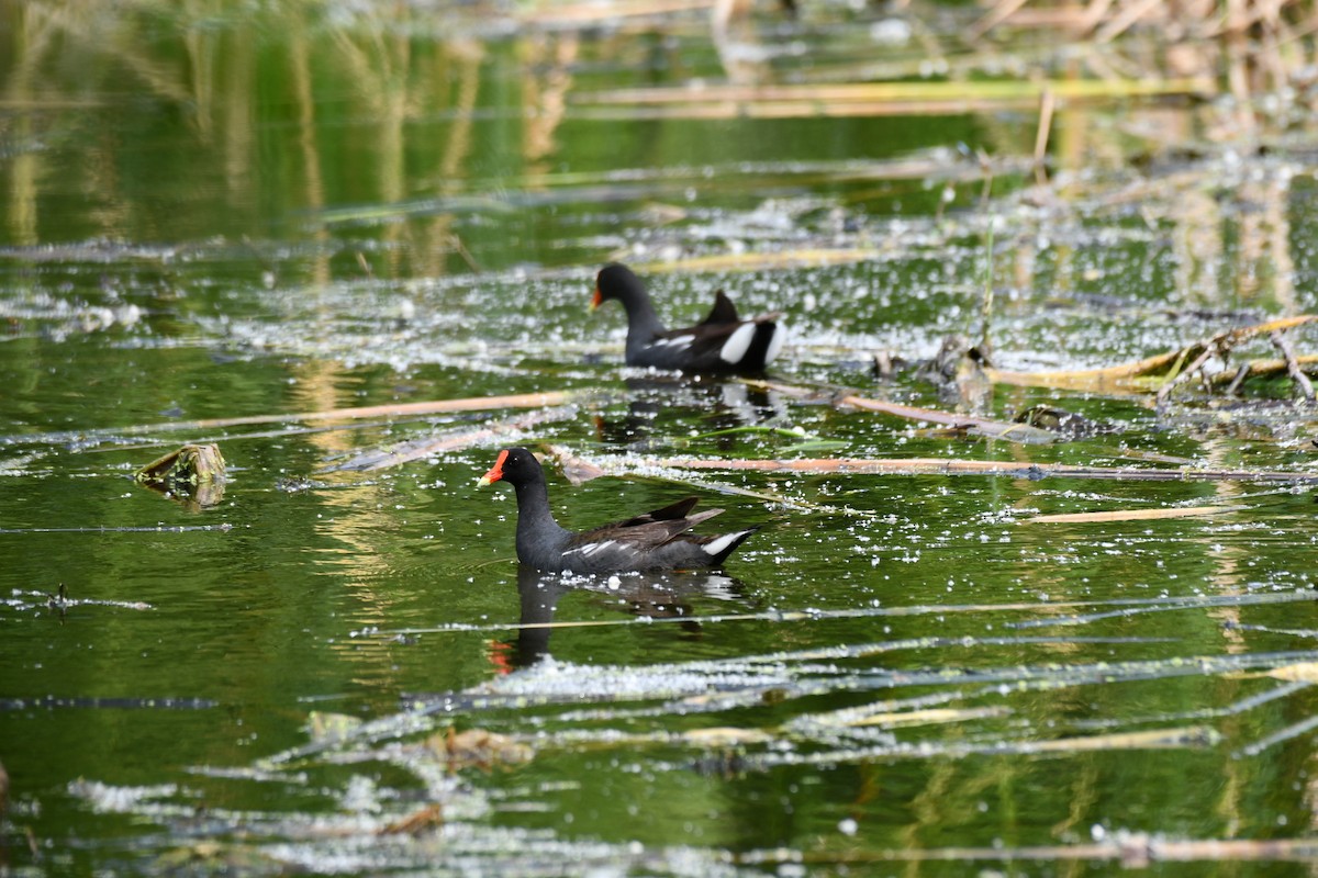 Common Gallinule - ML617739524