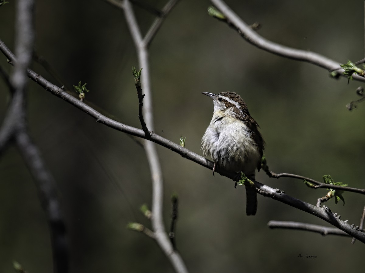 Carolina Wren - ML617739539