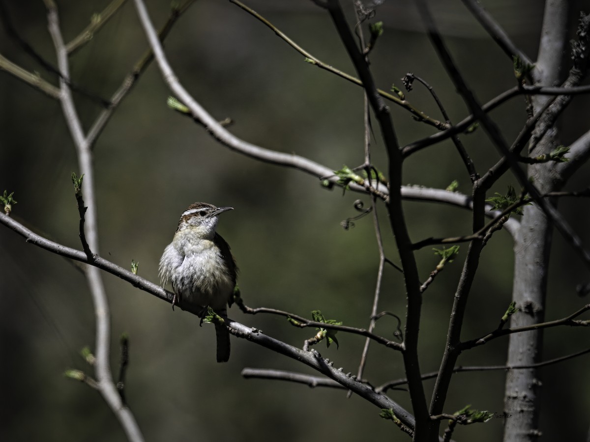 Carolina Wren - ML617739540