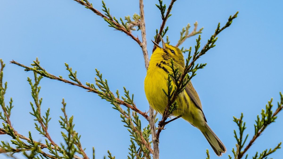 Prairie Warbler - ML617739542