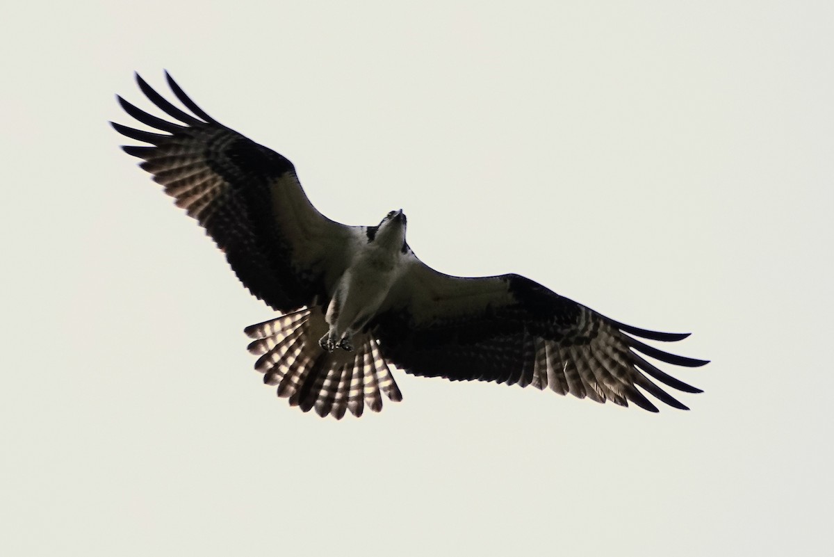 Osprey - ML617739575