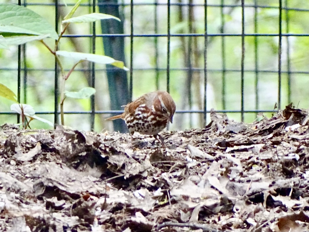 Fox Sparrow (Red) - ML617739577