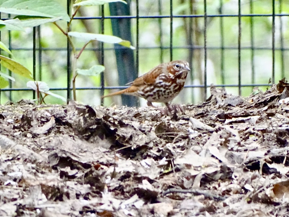 Fox Sparrow (Red) - ML617739578