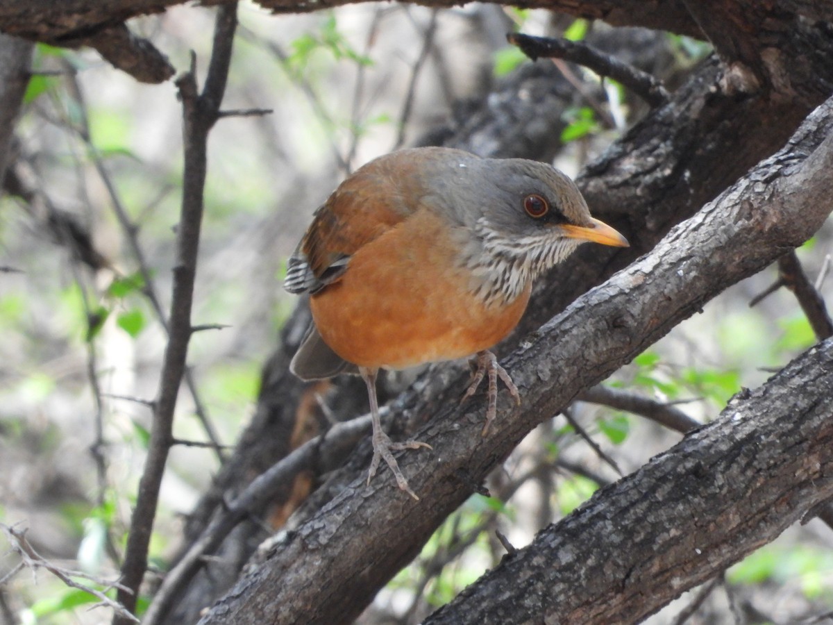 Rufous-backed Robin - ML617739583