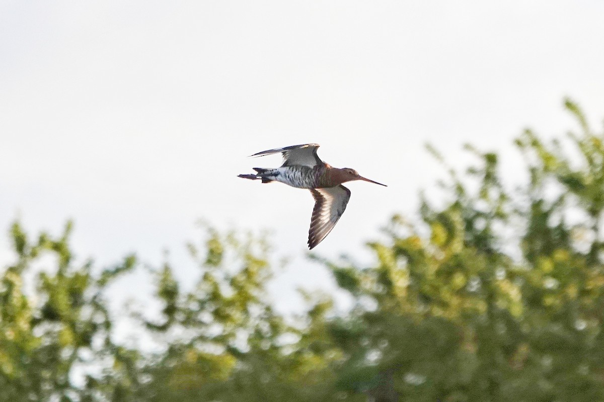 Black-tailed Godwit - ML617739632