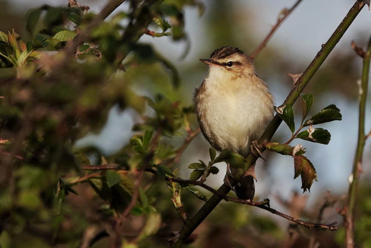 Sedge Warbler - ML617739647