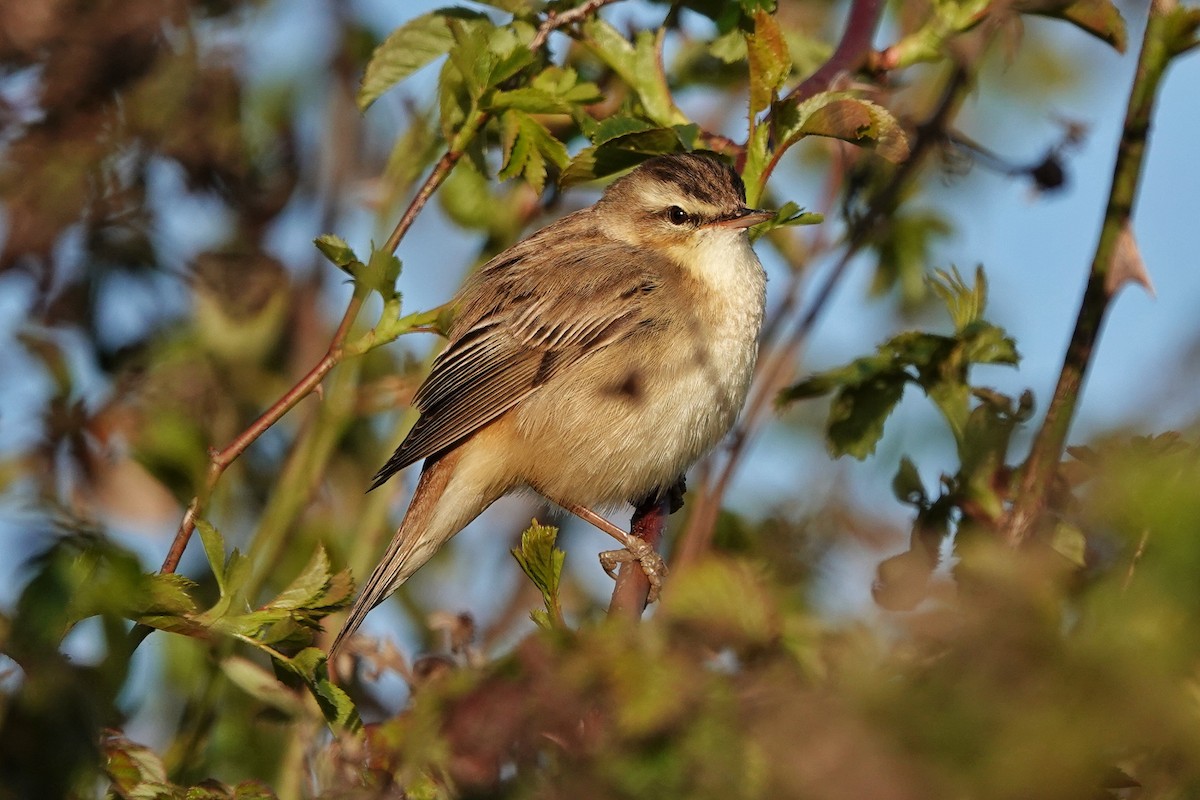 Sedge Warbler - Thomas Gibson