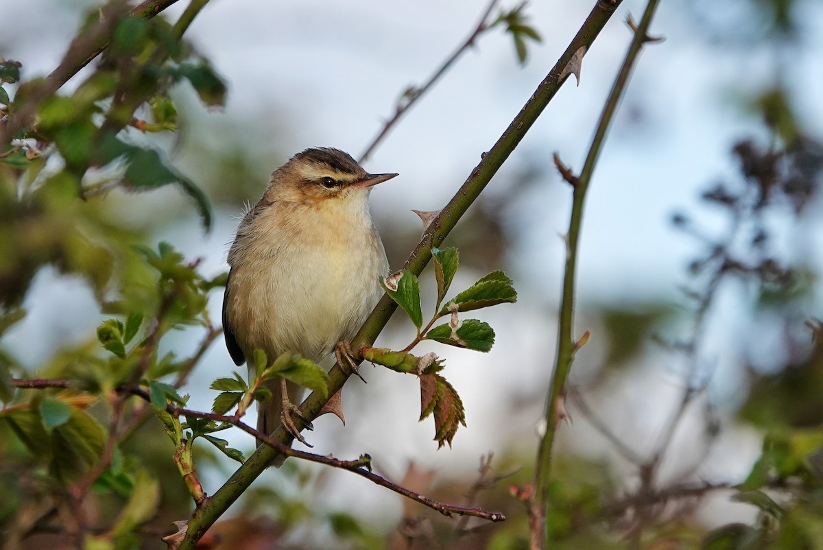 Sedge Warbler - ML617739649