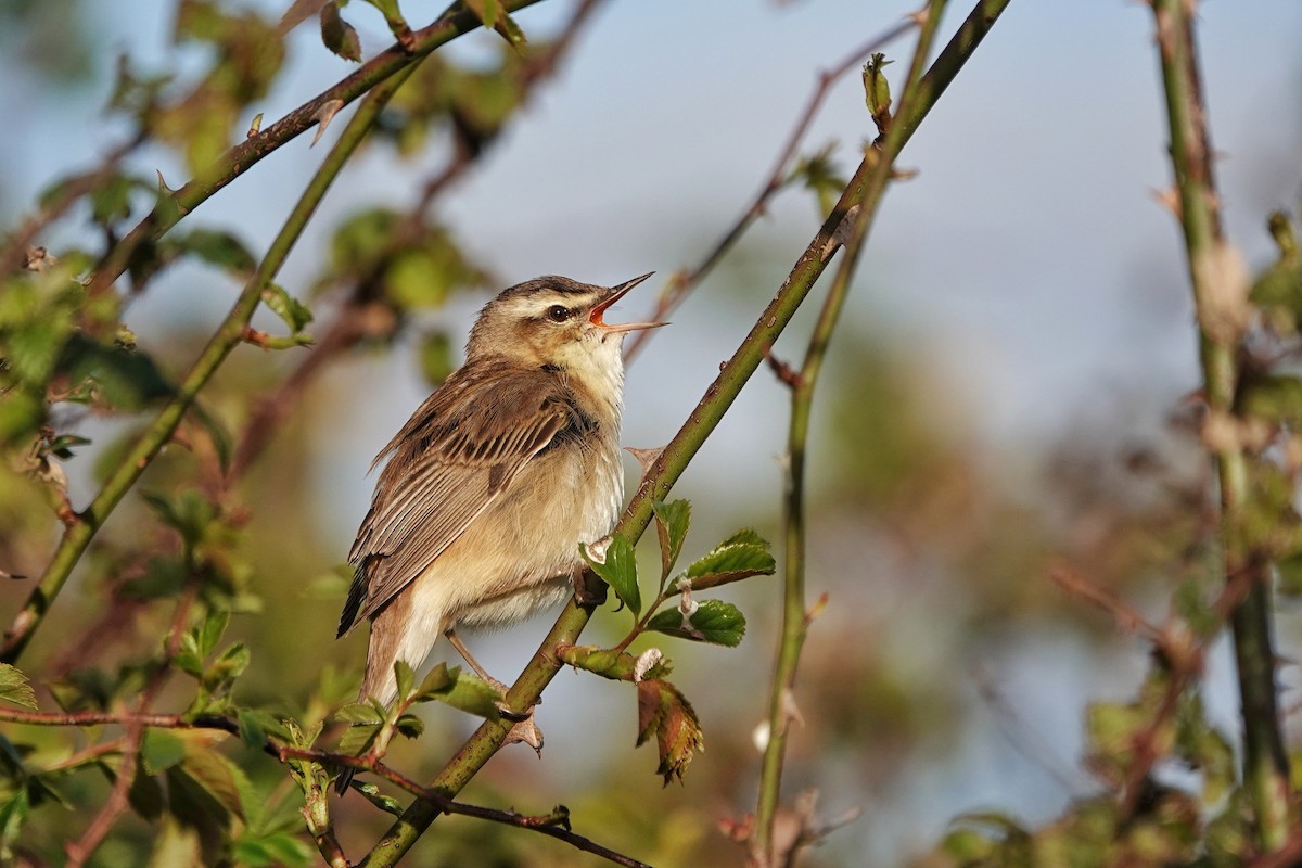 Sedge Warbler - ML617739650