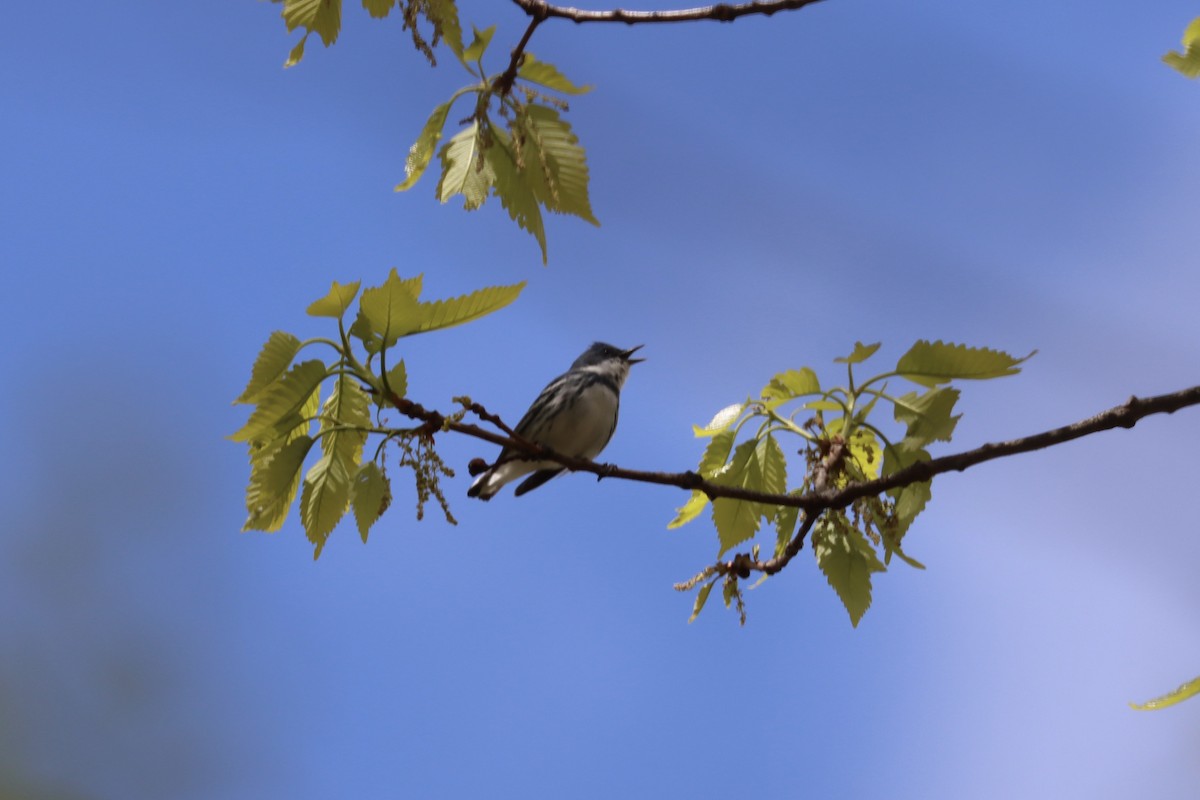 Cerulean Warbler - Lisa Benjamin