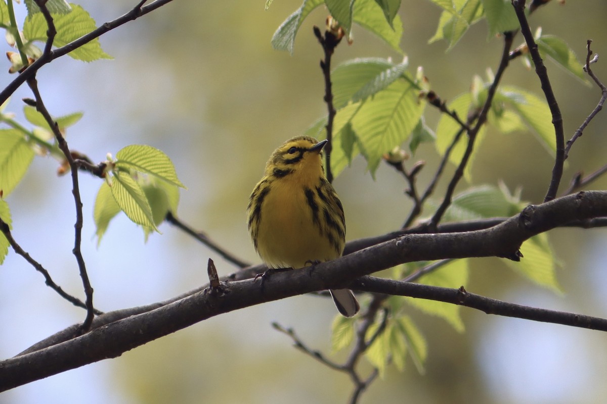 Prairie Warbler - ML617739720