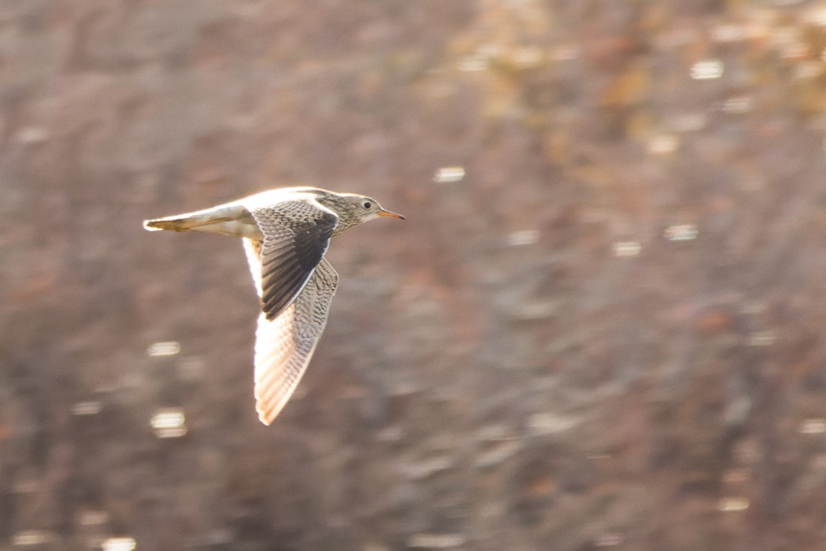 Upland Sandpiper - ML617739737