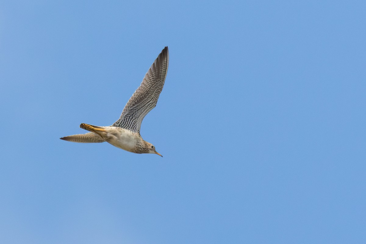 Upland Sandpiper - ML617739738