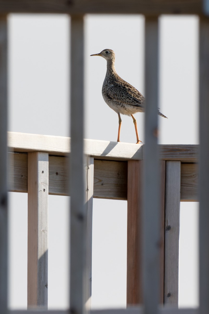 Upland Sandpiper - ML617739739