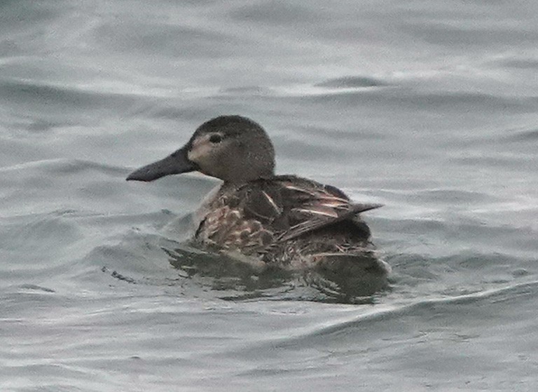 Blue-winged/Cinnamon Teal - ML617739748