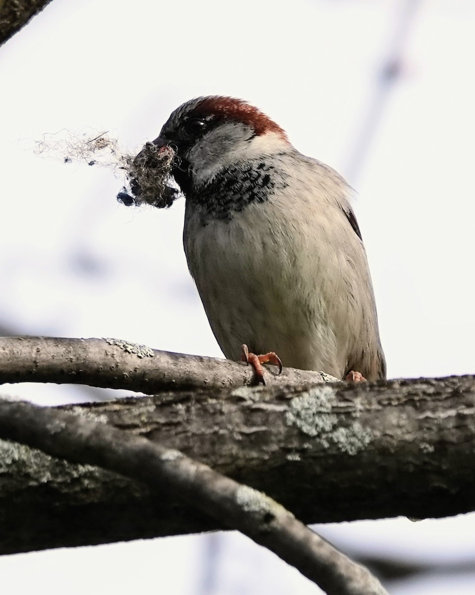 House Sparrow - ML617739751