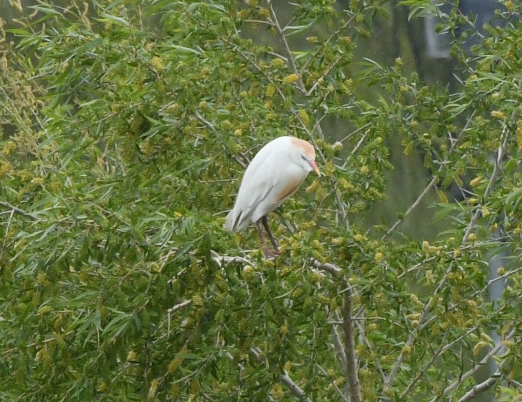 Western Cattle-Egret - Janine McCabe