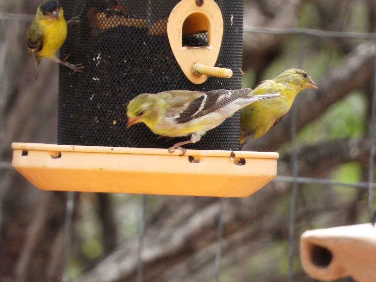 American Goldfinch - Donna Bazzo