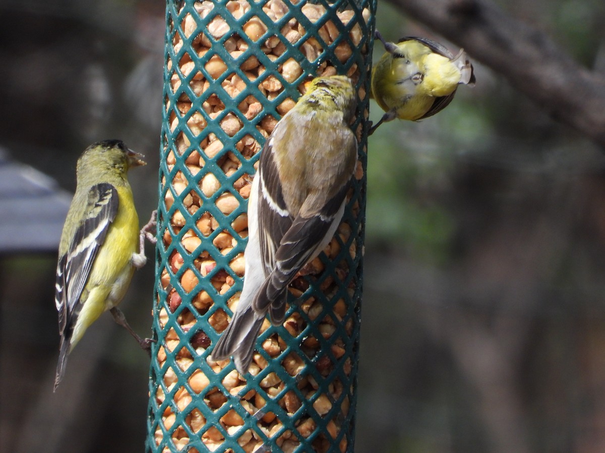 American Goldfinch - ML617739787