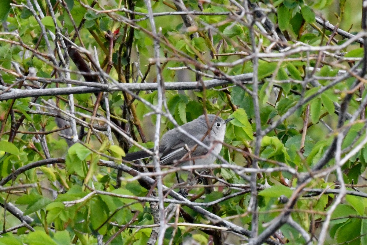 Blue-gray Gnatcatcher - ML617739791