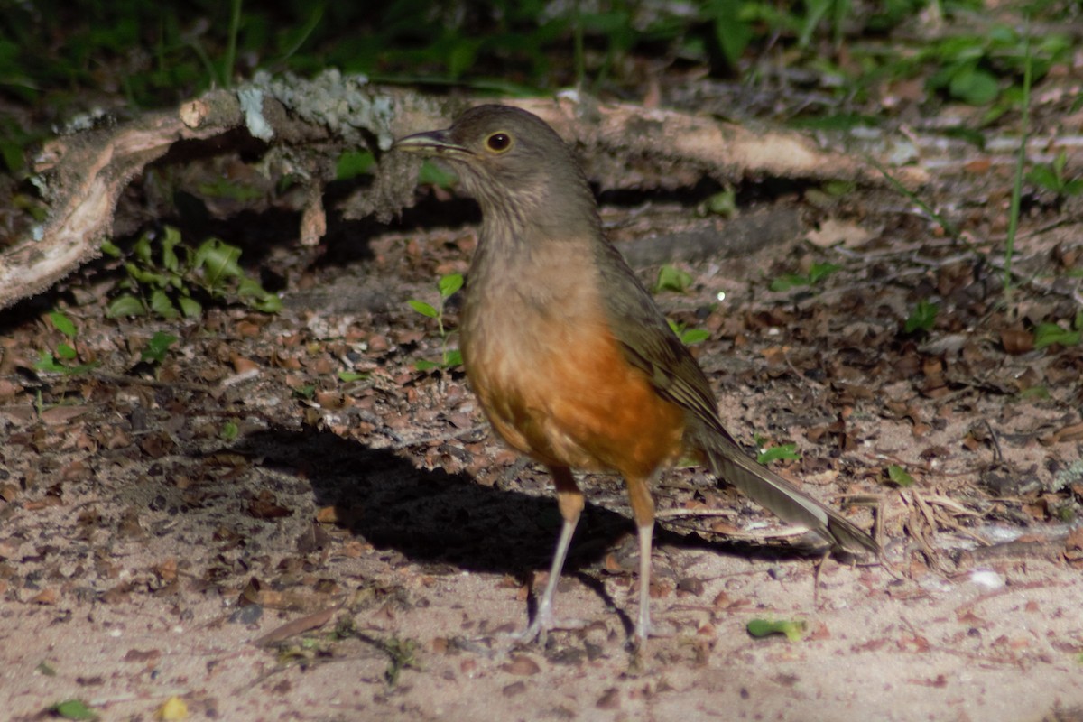 Rufous-bellied Thrush - ML617739862