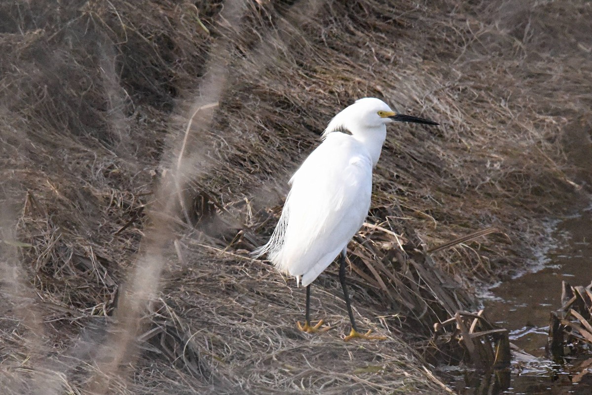 Snowy Egret - ML617739915