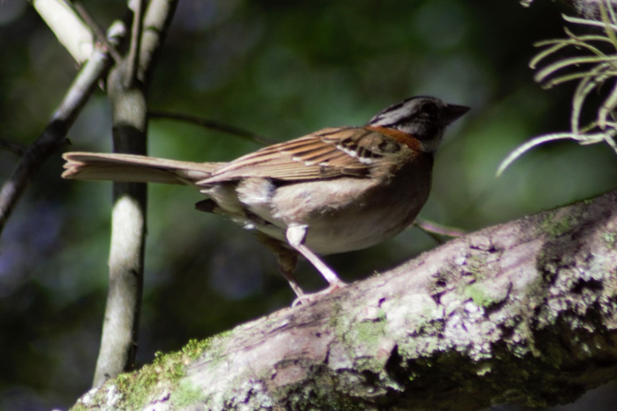 Rufous-collared Sparrow - ML617739919