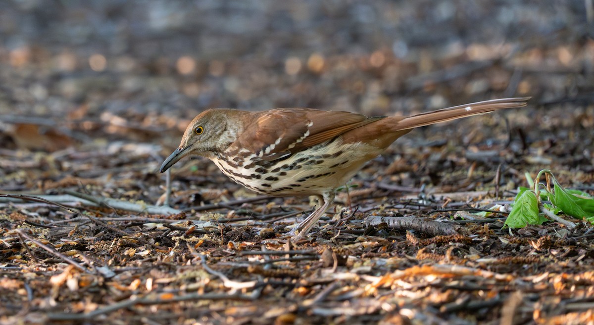 Brown Thrasher - ML617739922