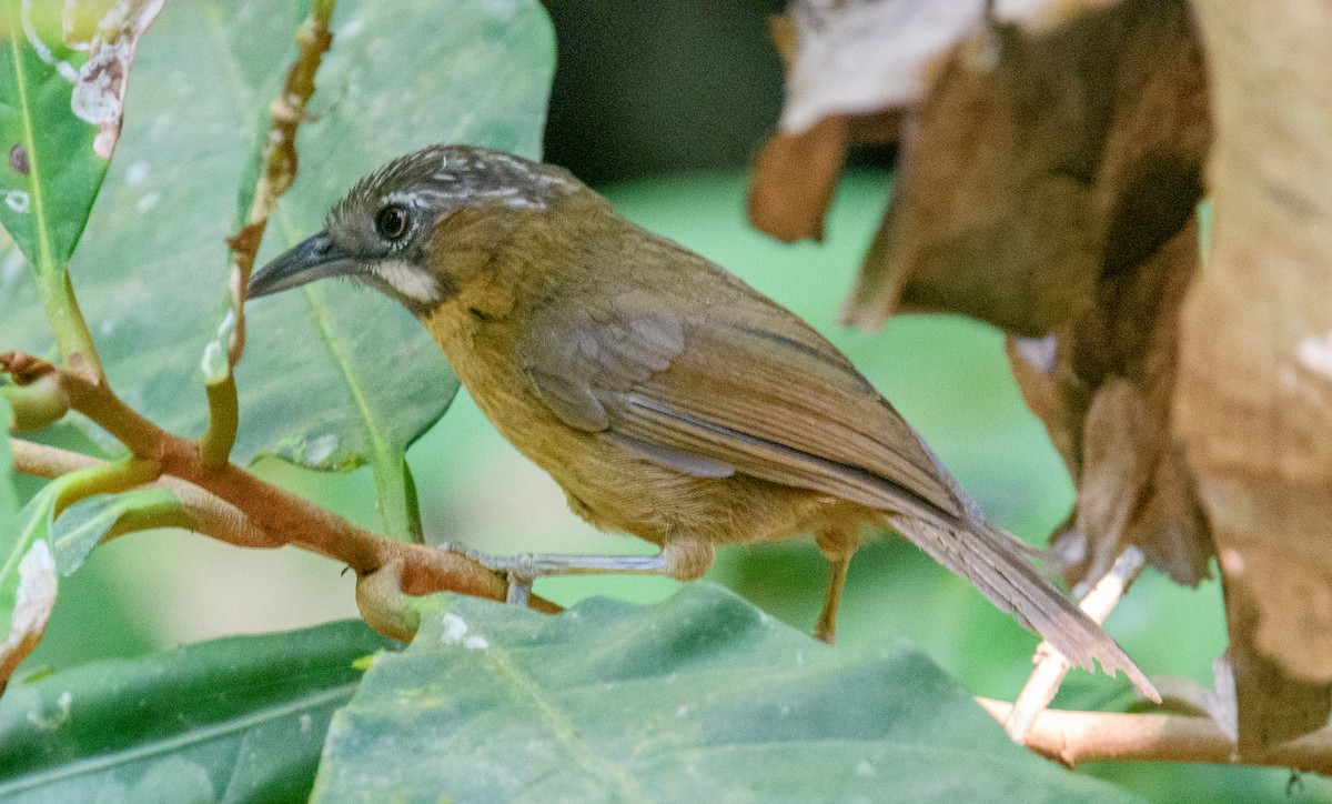 Gray-throated Babbler - ML617739947