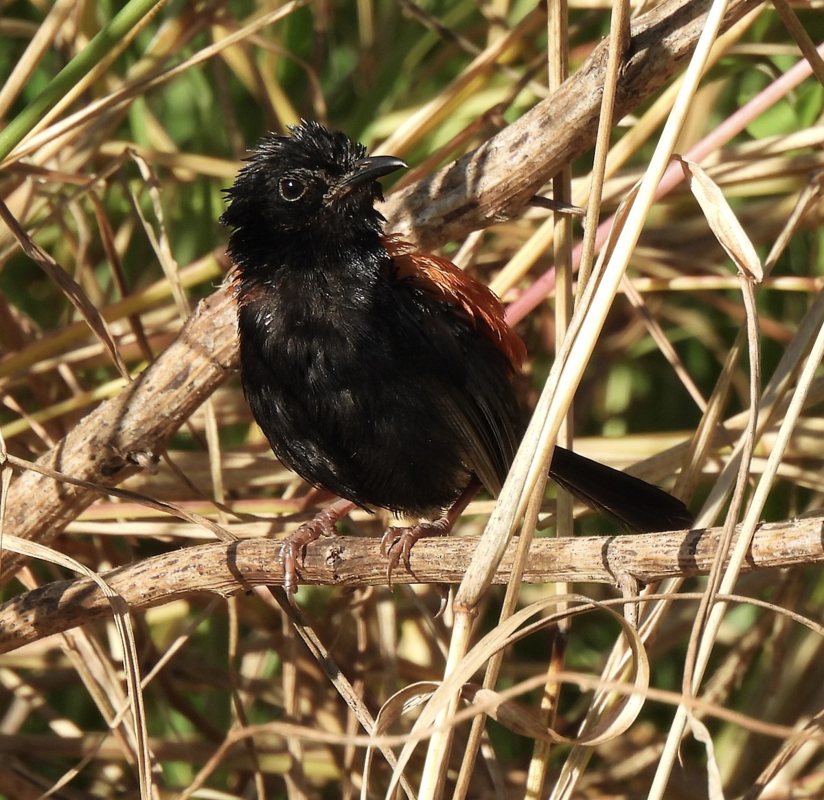 Red-backed Fairywren - ML617739949