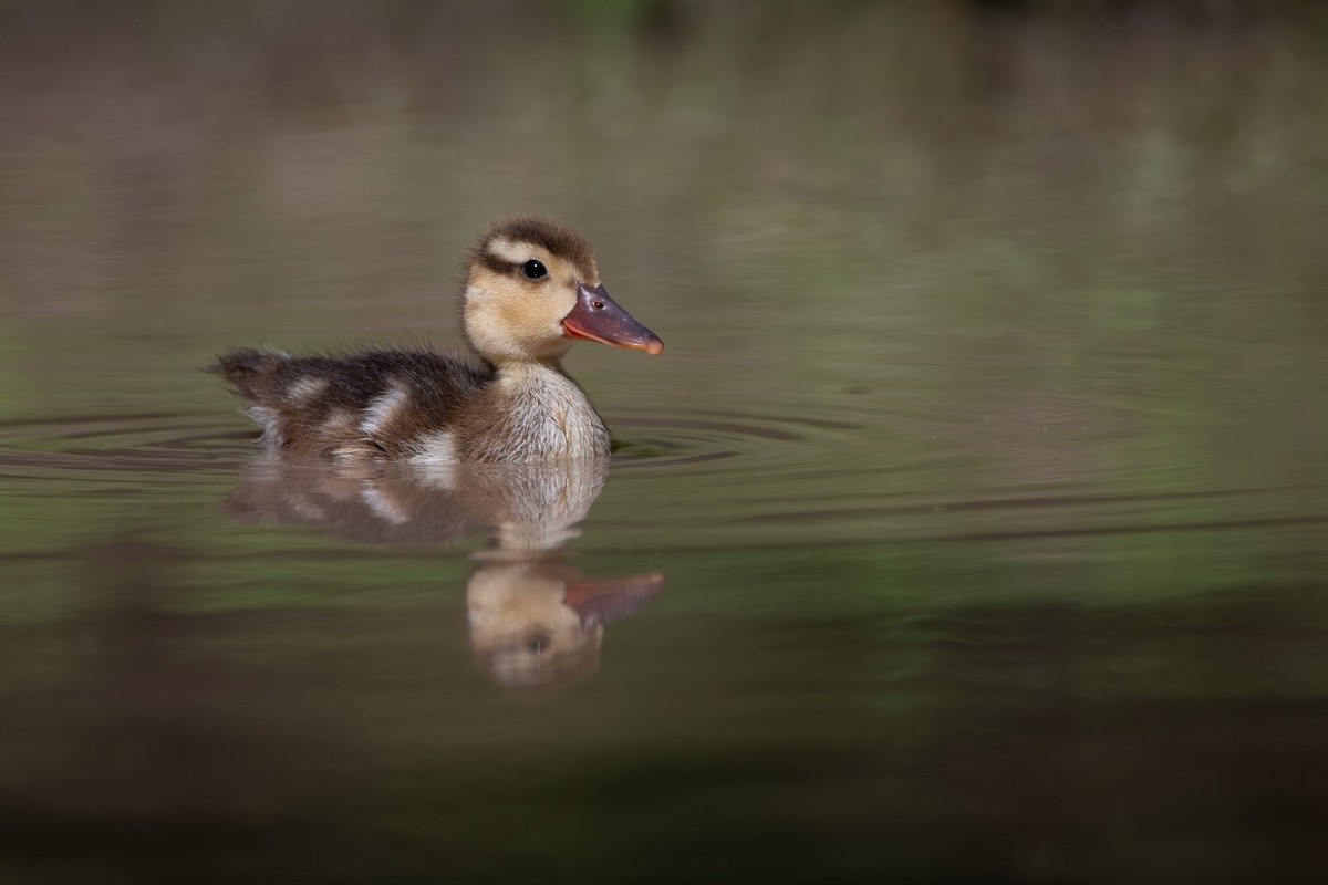 Canard amazonette - ML617739960