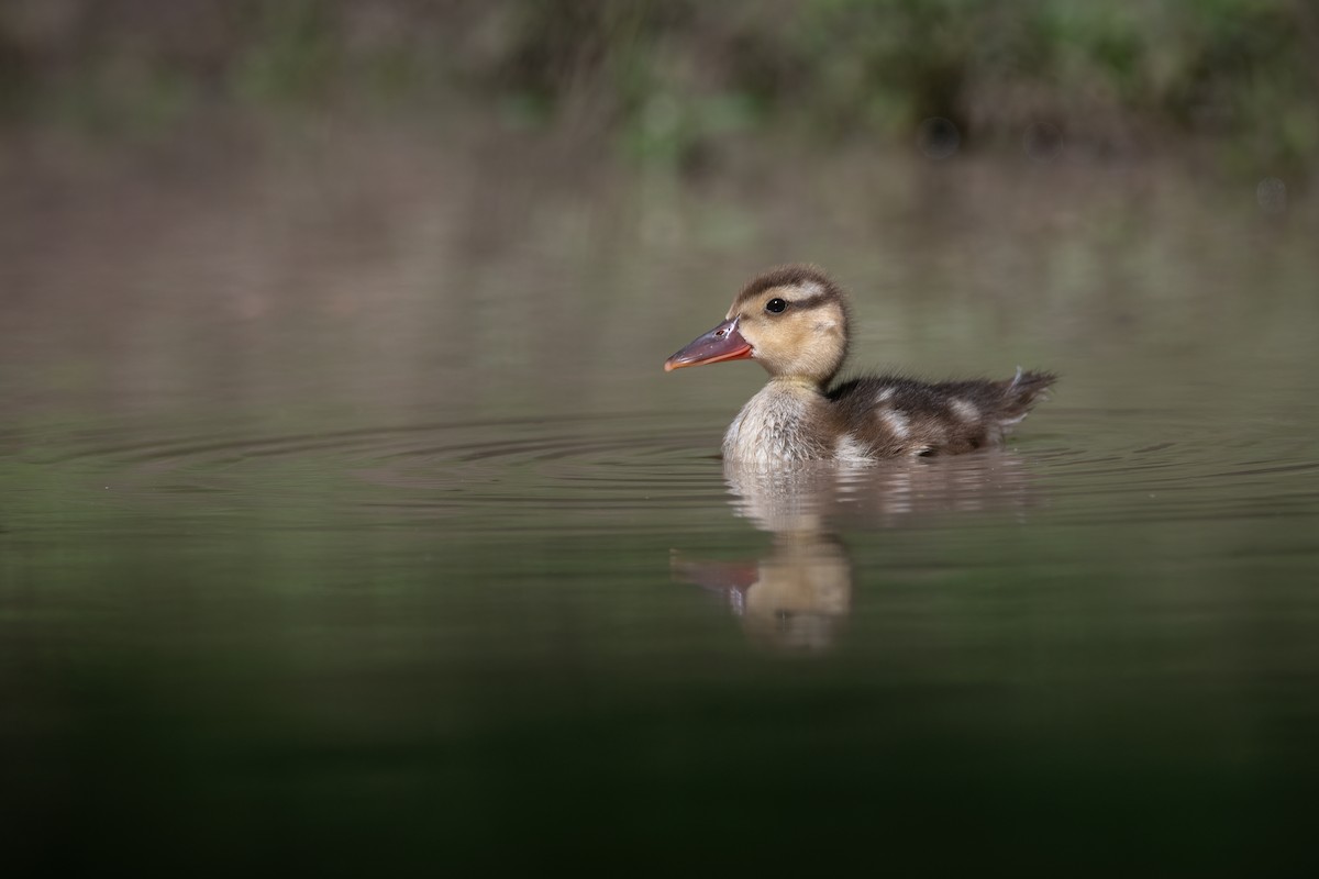 Canard amazonette - ML617739962