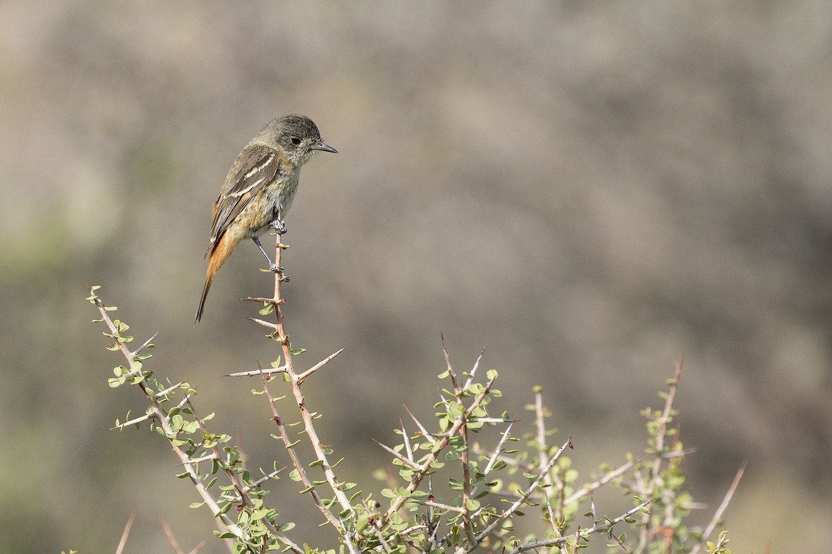 White-winged Black-Tyrant - ML617739965