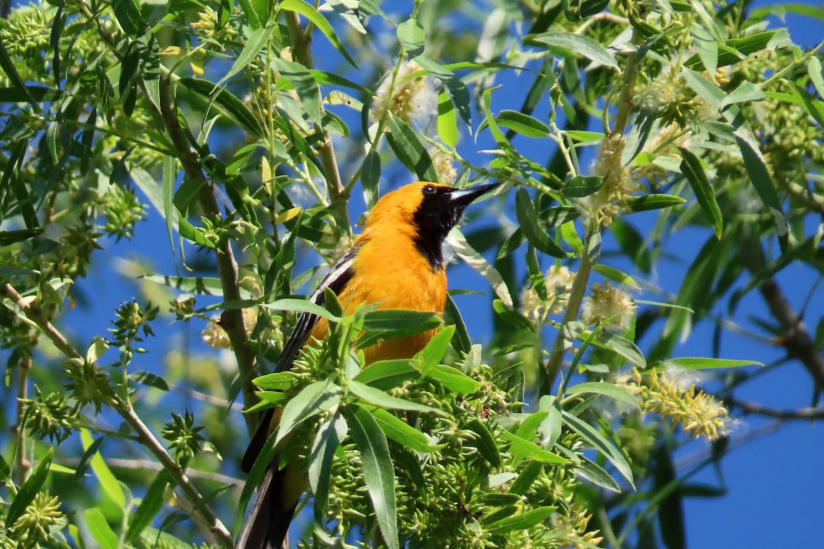 Hooded Oriole - ML617739983