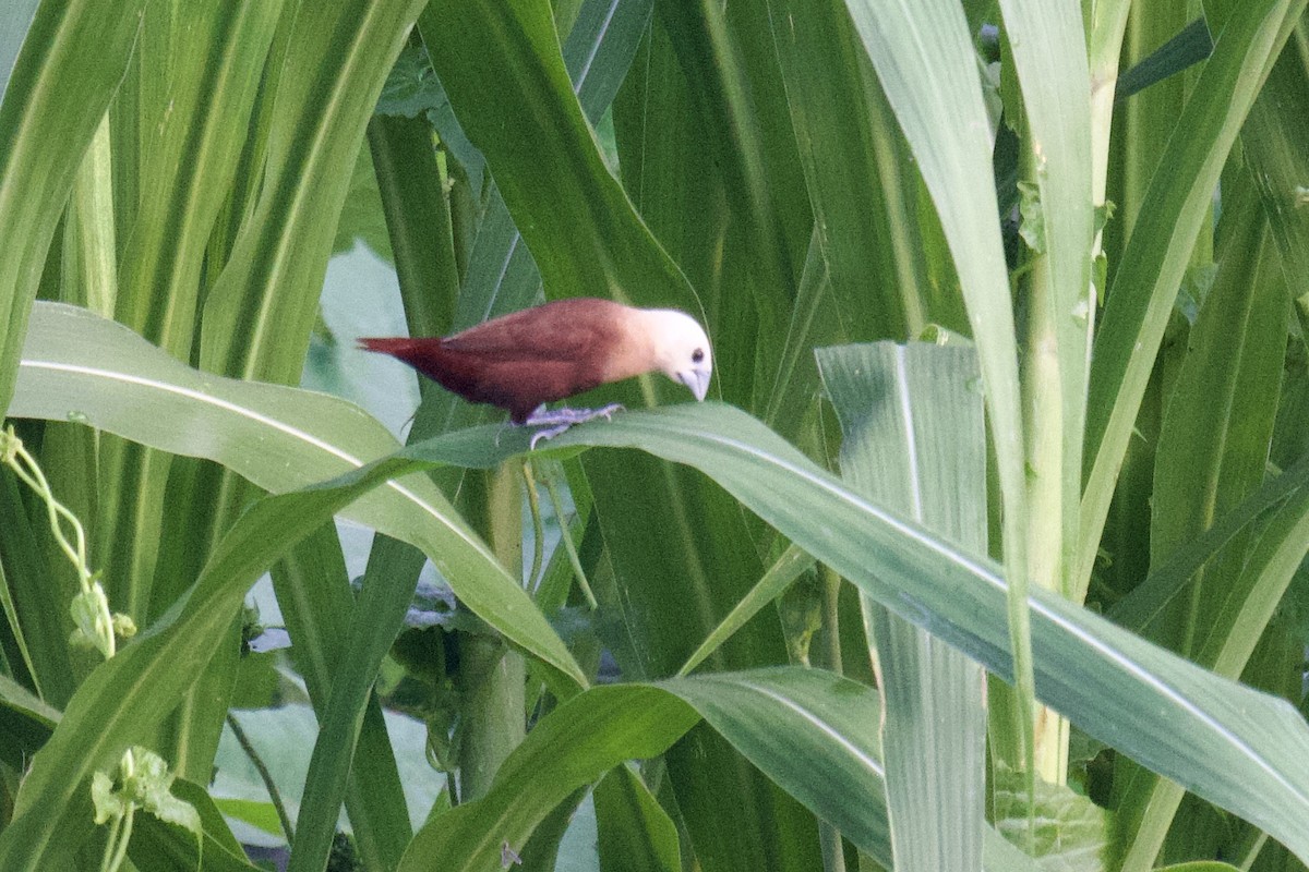 White-headed Munia - ML617740010